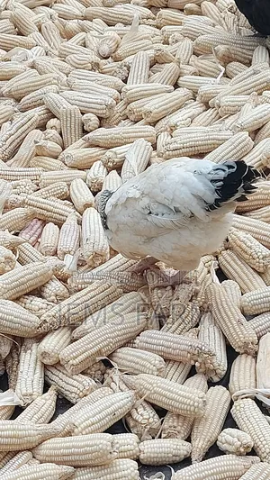 Mature Light Sussex Chicken