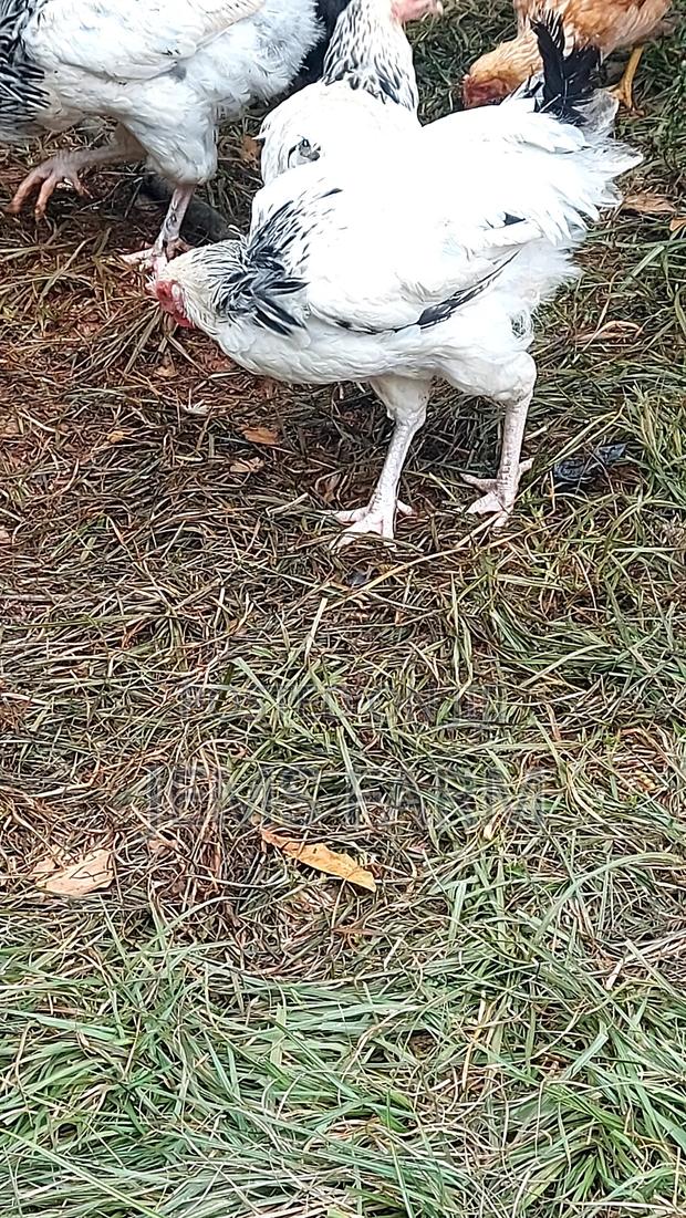 Mature Light Sussex Chicken - thumbnail 6