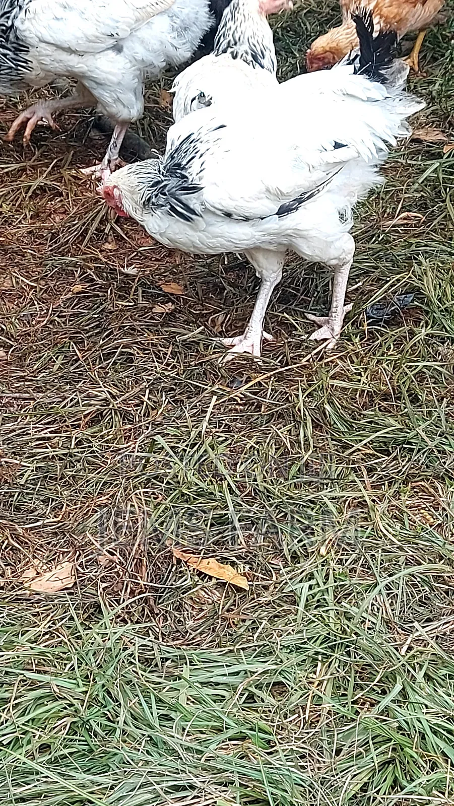 Mature Light Sussex Chicken