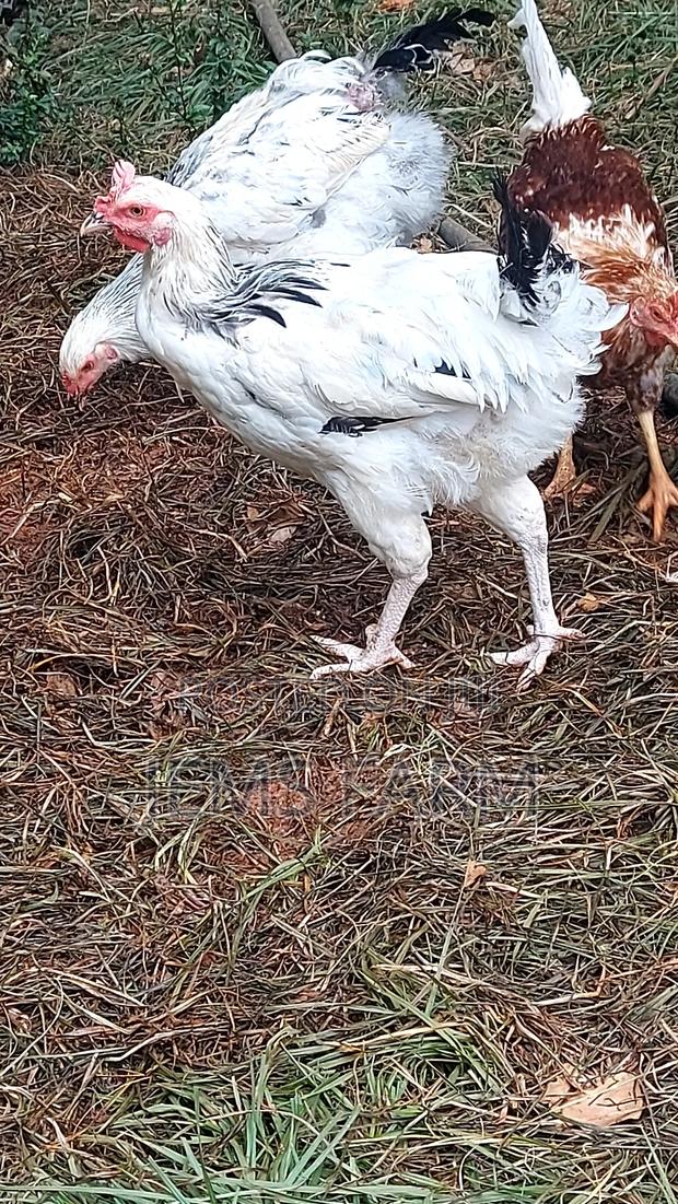 Mature Light Sussex Chicken - thumbnail 7