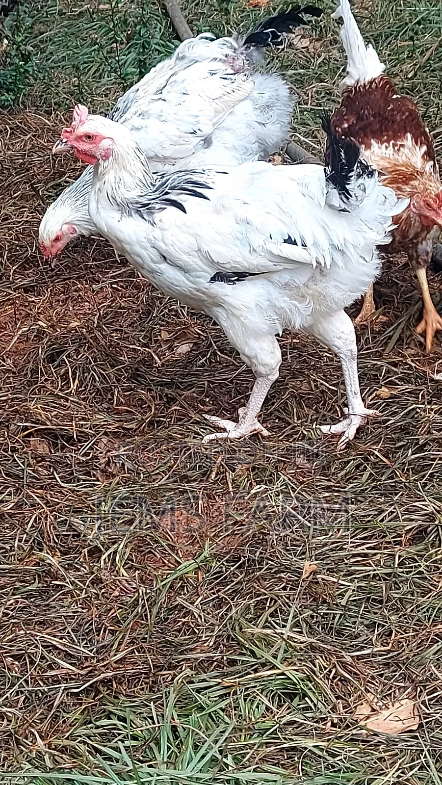 Mature Light Sussex Chicken