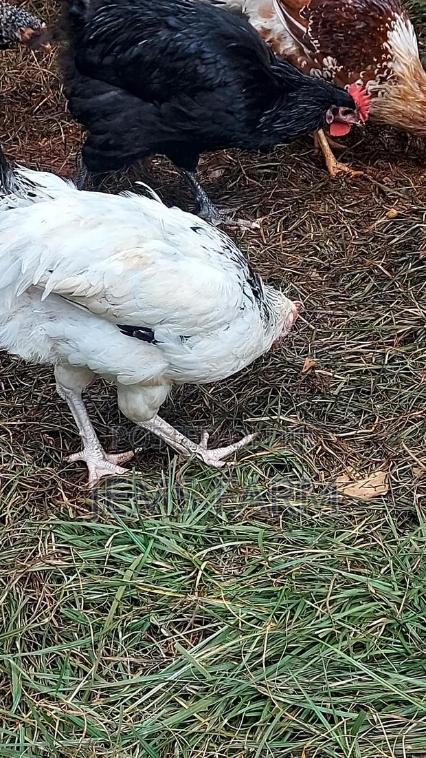 Mature Light Sussex Chicken - thumbnail 8