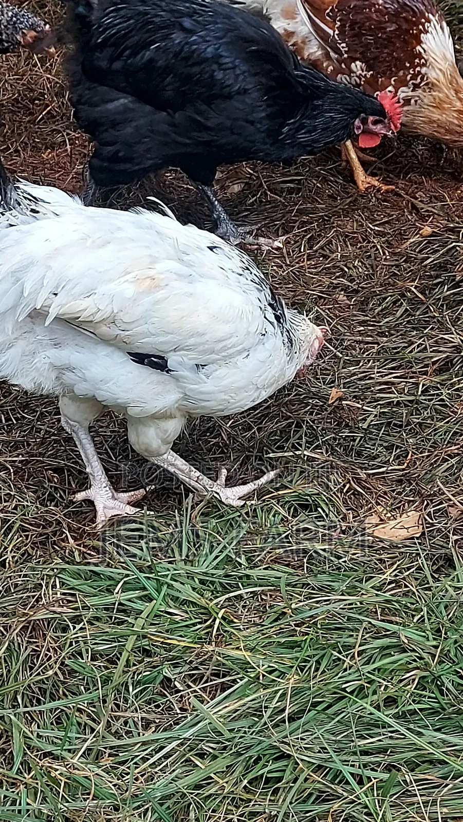 Mature Light Sussex Chicken