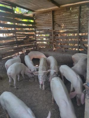 Breeding Pigs for Sale - main view