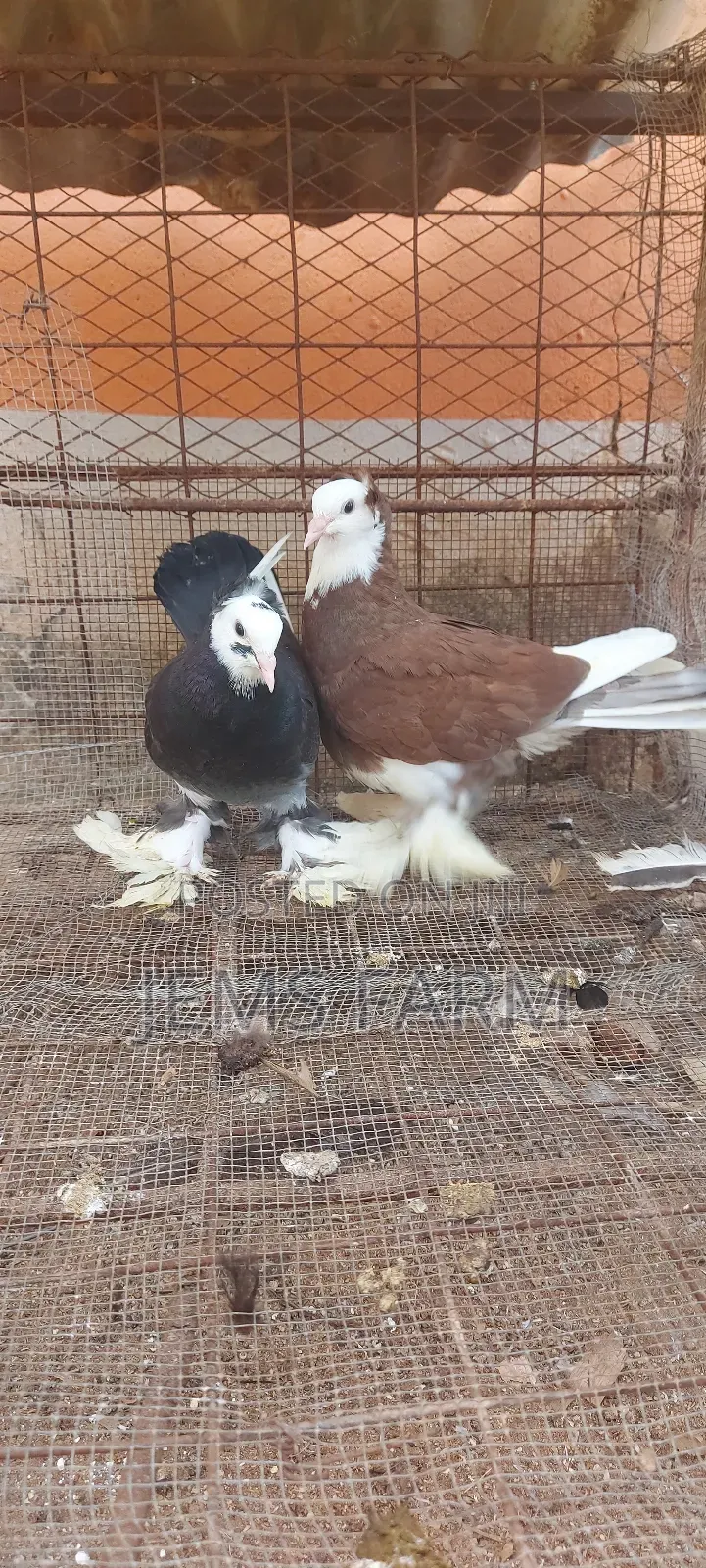 Hungarian Pegions Pair