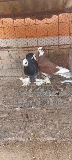 Hungarian Pegions Pair