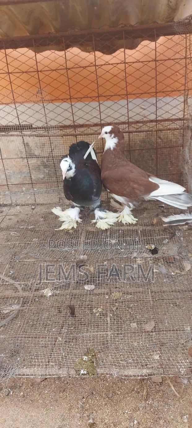 Hungarian Pegions Pair - thumbnail 2