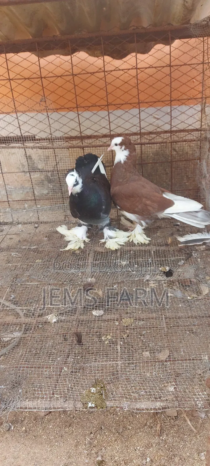 Hungarian Pegions Pair