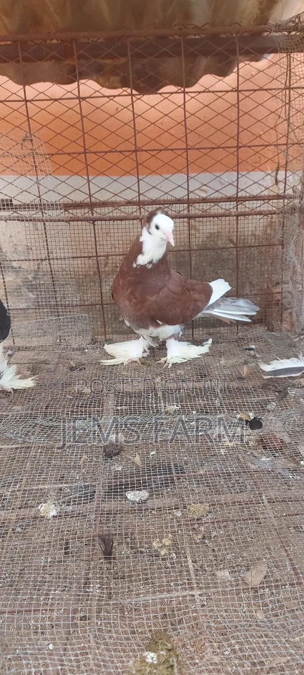 Hungarian Pegions Pair - thumbnail 3