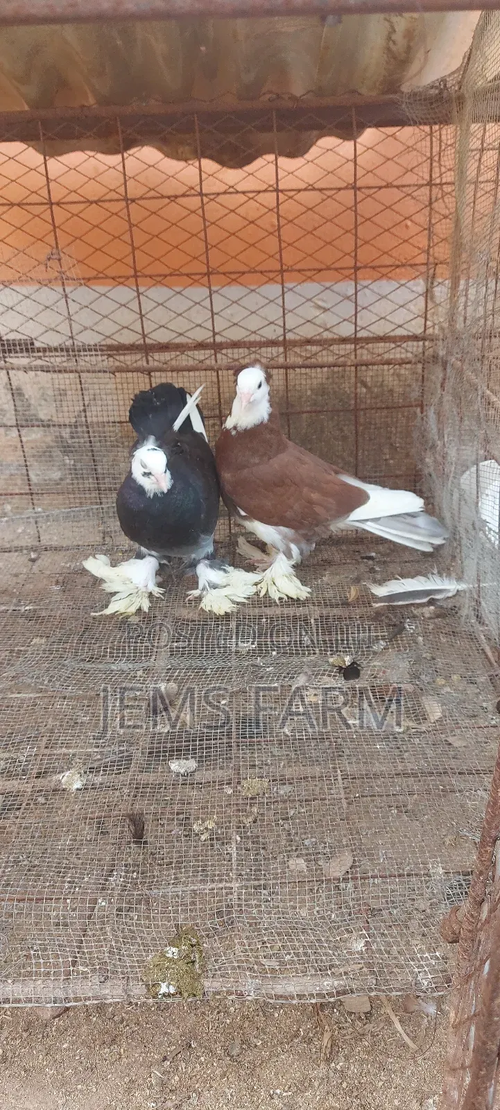 Hungarian Pegions Pair
