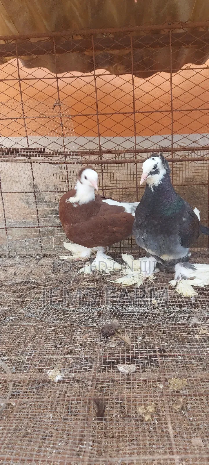 Hungarian Pegions Pair