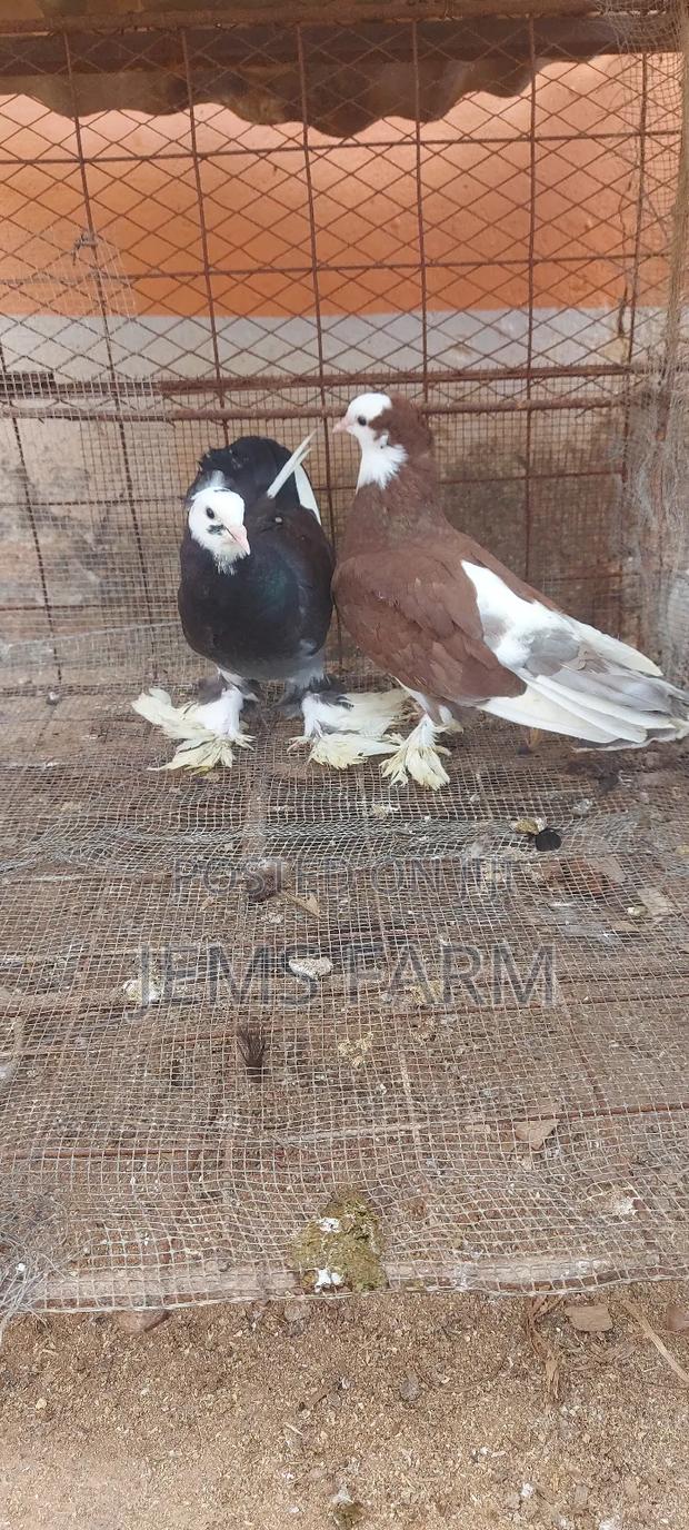 Hungarian Pegions Pair - thumbnail 6