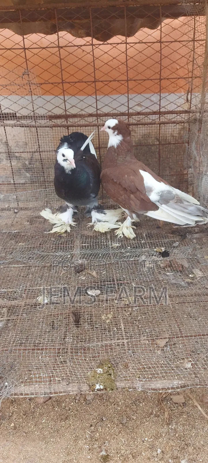 Hungarian Pegions Pair