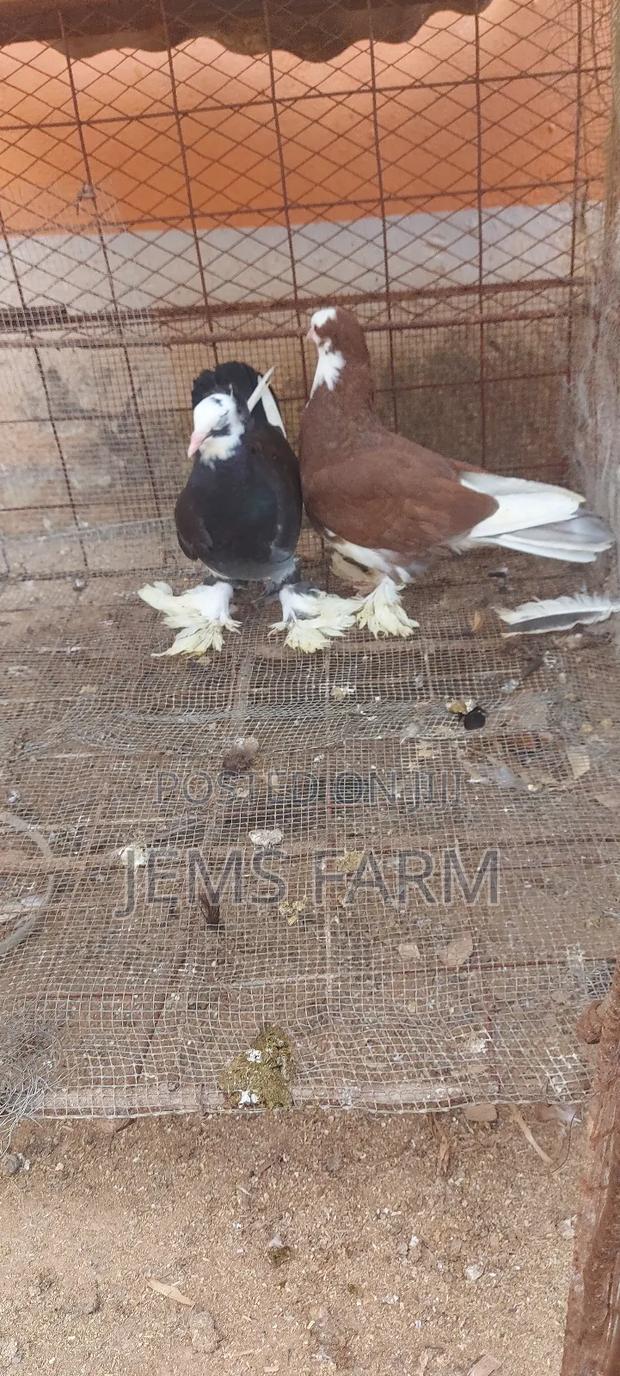 Hungarian Pegions Pair - thumbnail 7