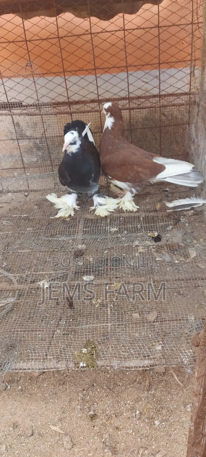 Hungarian Pegions Pair