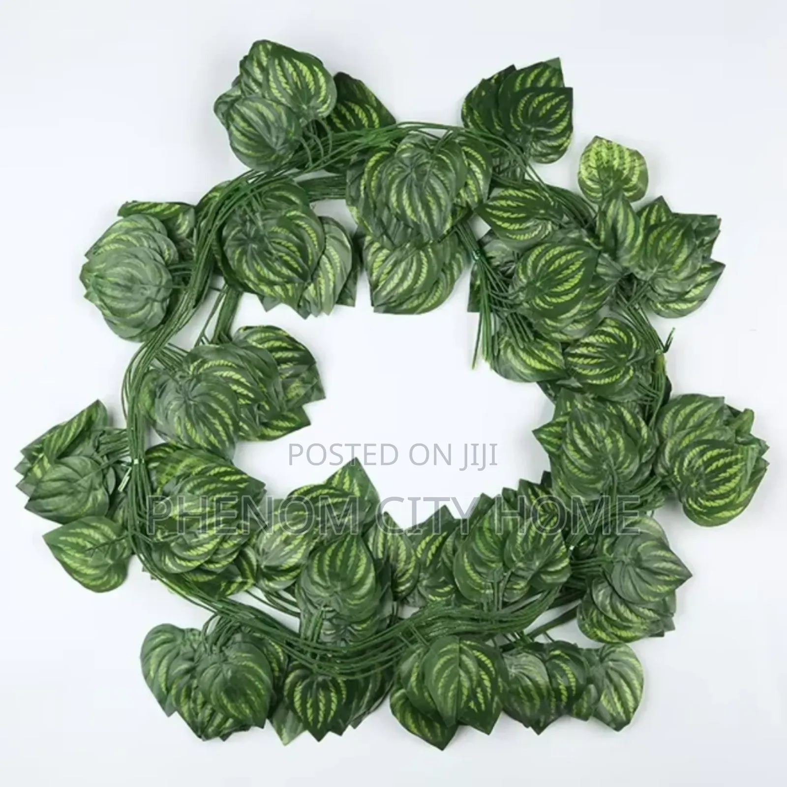 Decorative Vines/Money Plant