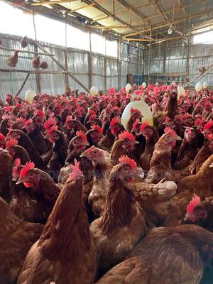 Kenchick Active Layers - main view