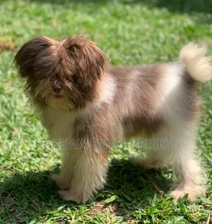3-6 months Female Purebred Maltipoo