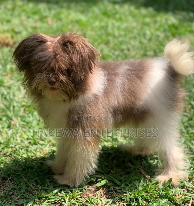 3-6 months Female Purebred Maltipoo - main view