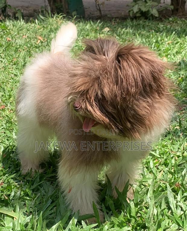 3-6 months Female Purebred Maltipoo - thumbnail 2