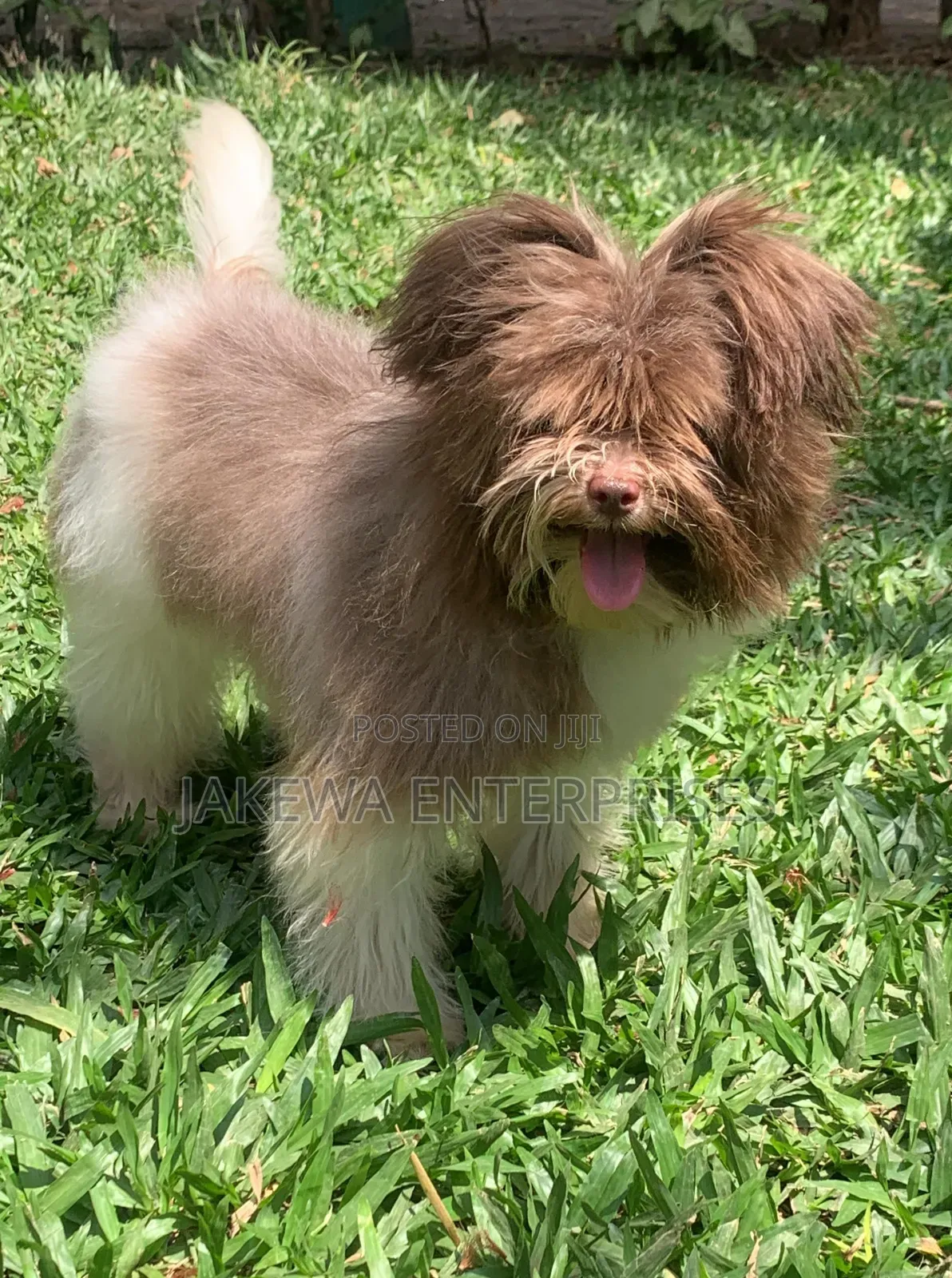 3-6 months Female Purebred Maltipoo