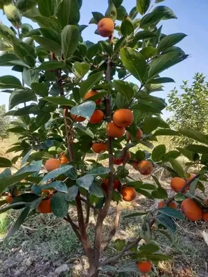 Persimon Seedlings