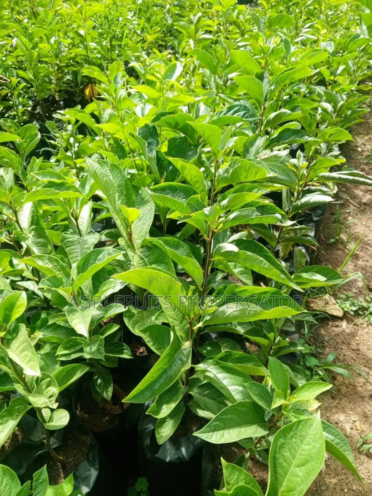 Persimon Seedlings