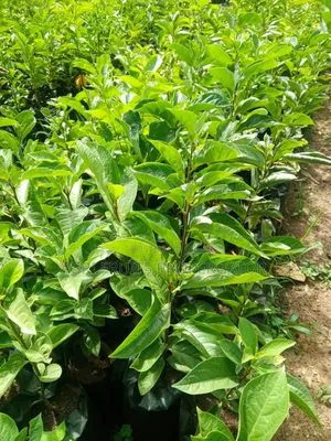 Persimon Seedlings