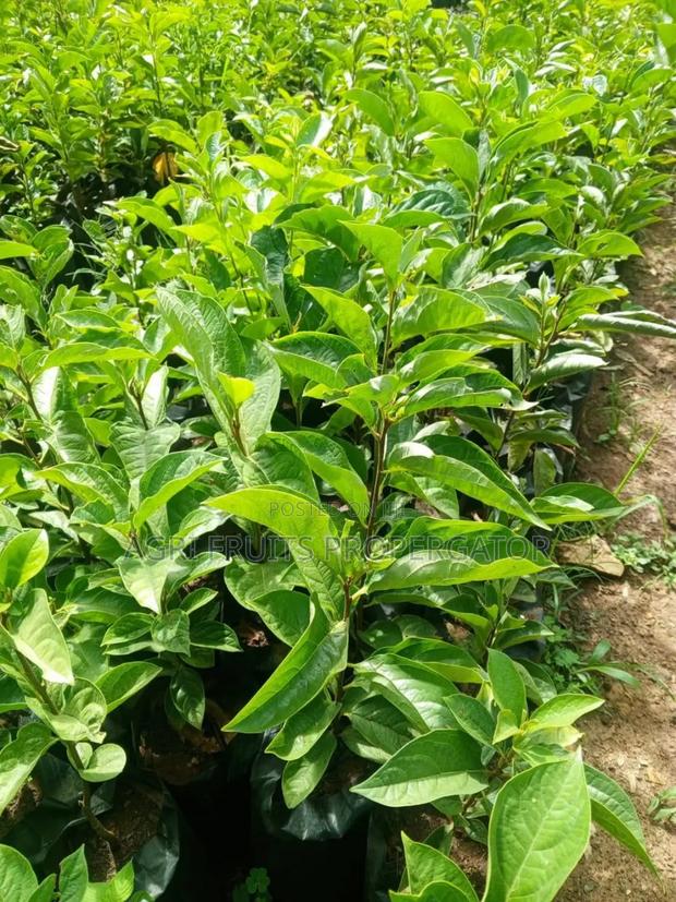 Persimon Seedlings - thumbnail 2