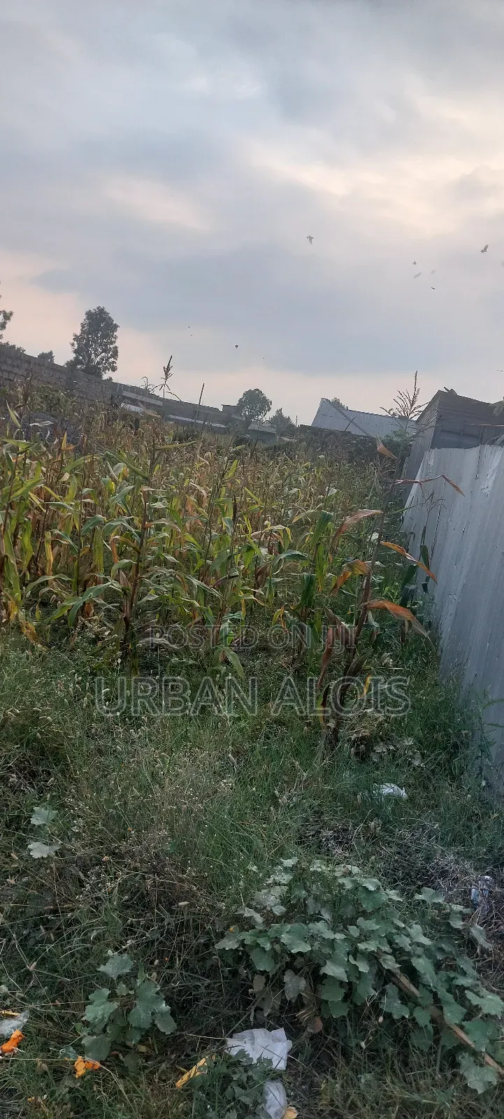 Great Deal !! Price Drop Alert!! Plot Just 200m From Main Kangundo Rd.