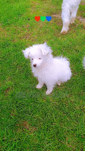 3-6 months Female Purebred Japanese Spitz