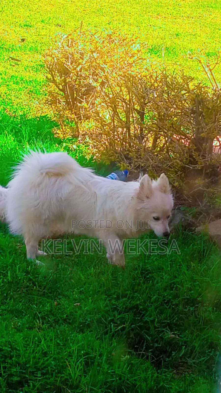 3-6 months Female Purebred Japanese Spitz