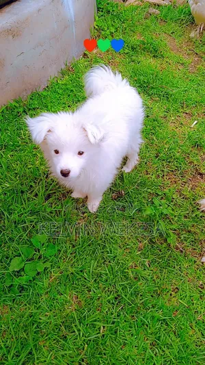 3-6 months Female Purebred Japanese Spitz