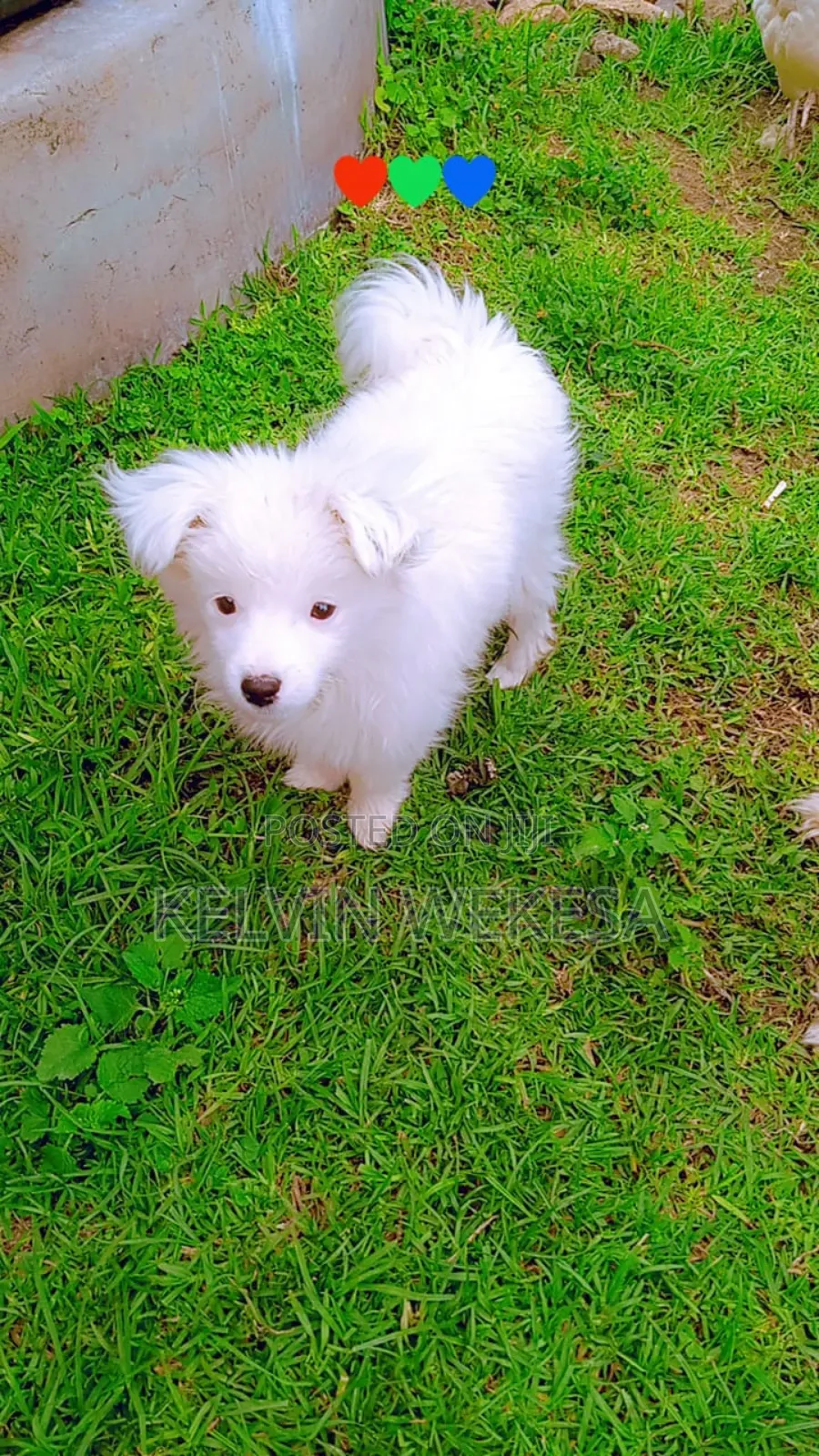 3-6 months Female Purebred Japanese Spitz