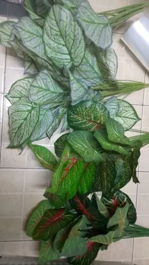 Unique Designs Plants for Home Decor