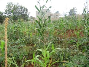 0.5-Acre Plot for Sale in Mushroom Gardens - thumbnail 2