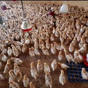 One Week Old Improved Kienyeji Chicks - main view