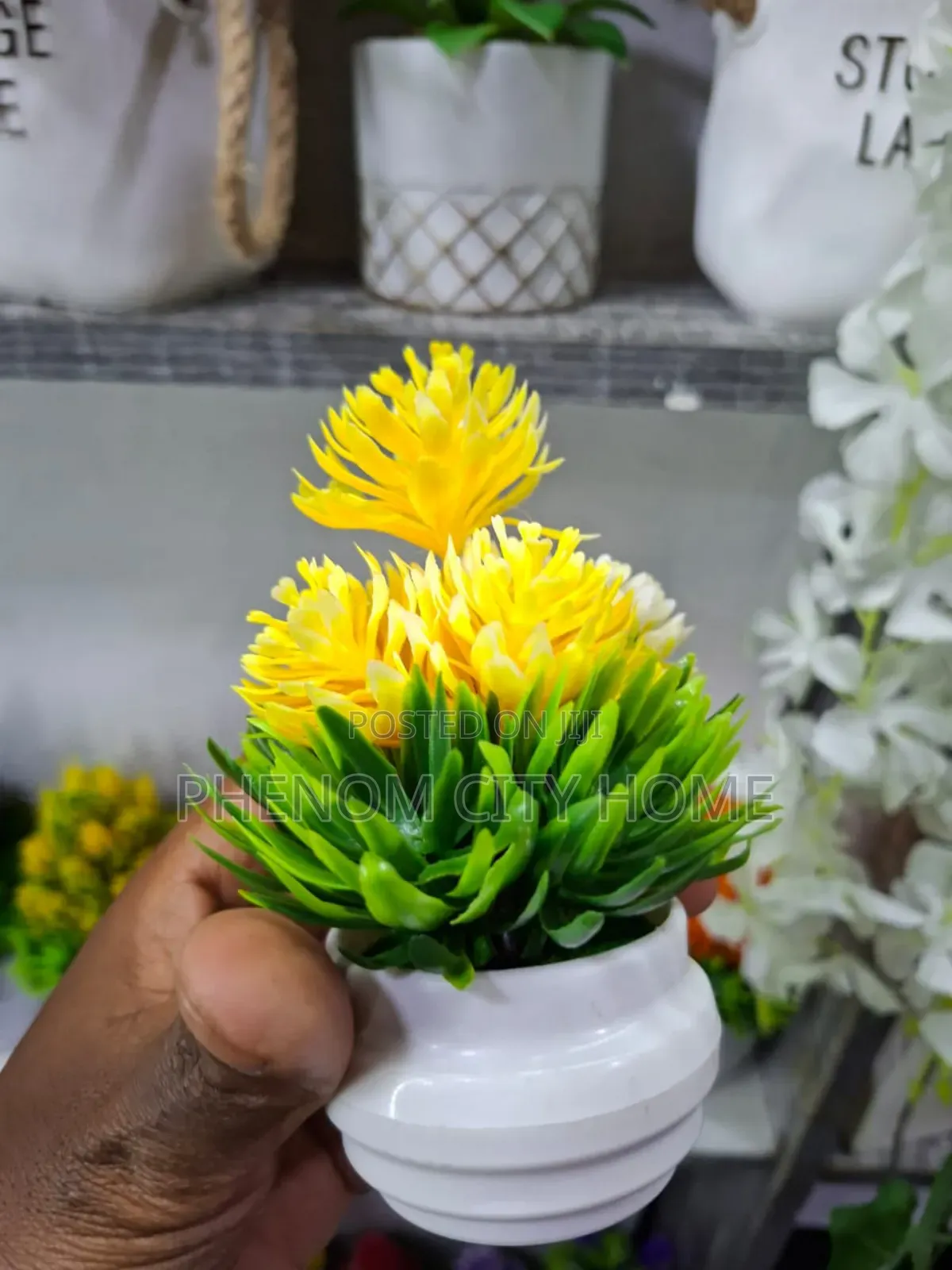 Modern Small Decorative Plants