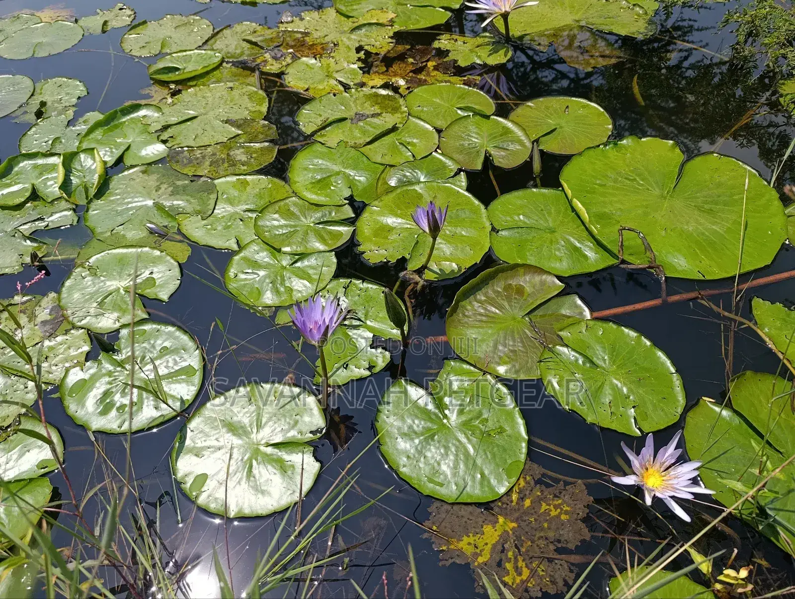 Blue Water Lily Nymphaea Nouchali Var. Caerulea
