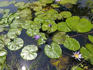 Blue Water Lily Nymphaea Nouchali Var. Caerulea