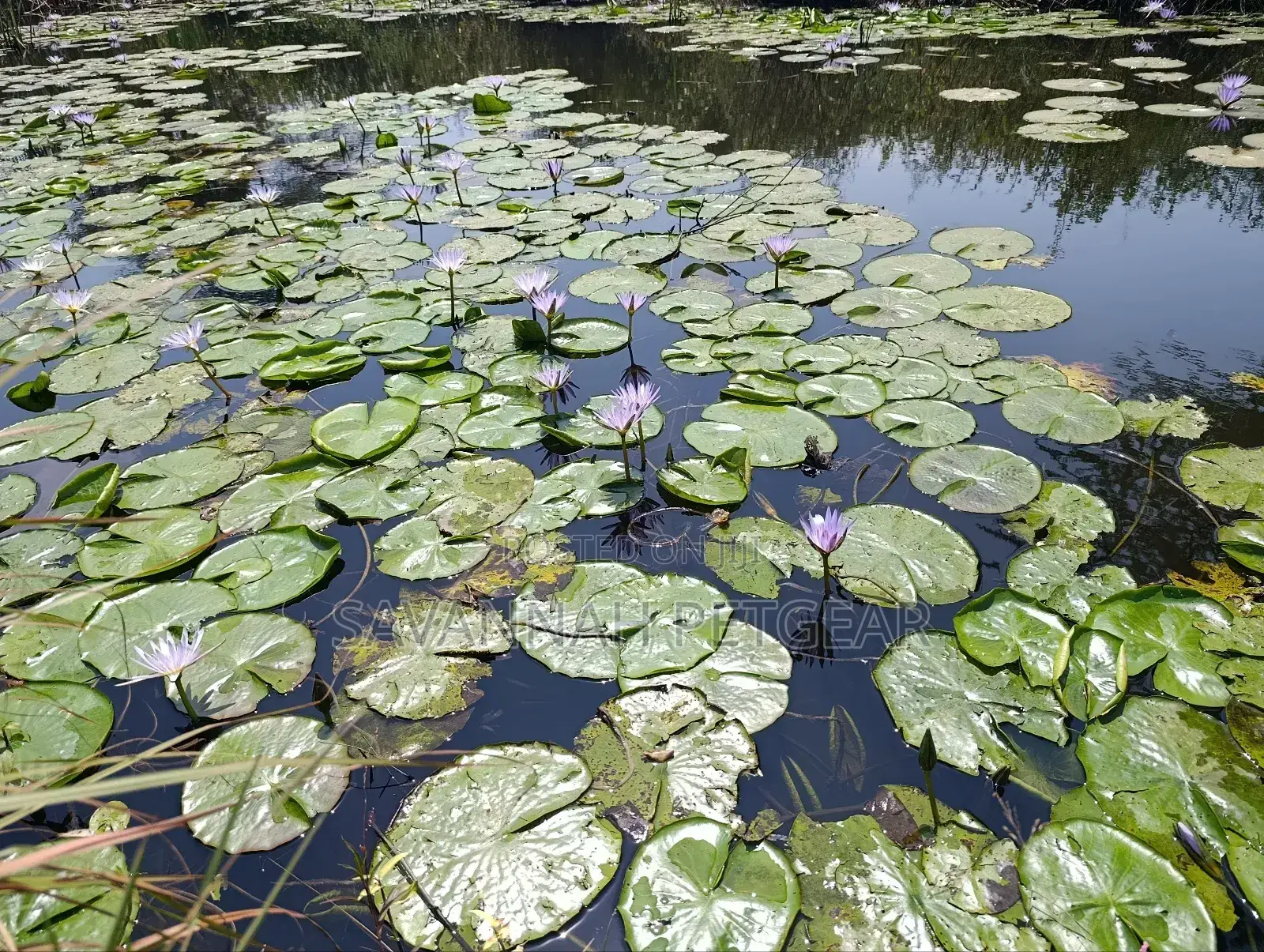 Blue Water Lily Nymphaea Nouchali Var. Caerulea