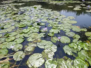 Blue Water Lily Nymphaea Nouchali Var. Caerulea