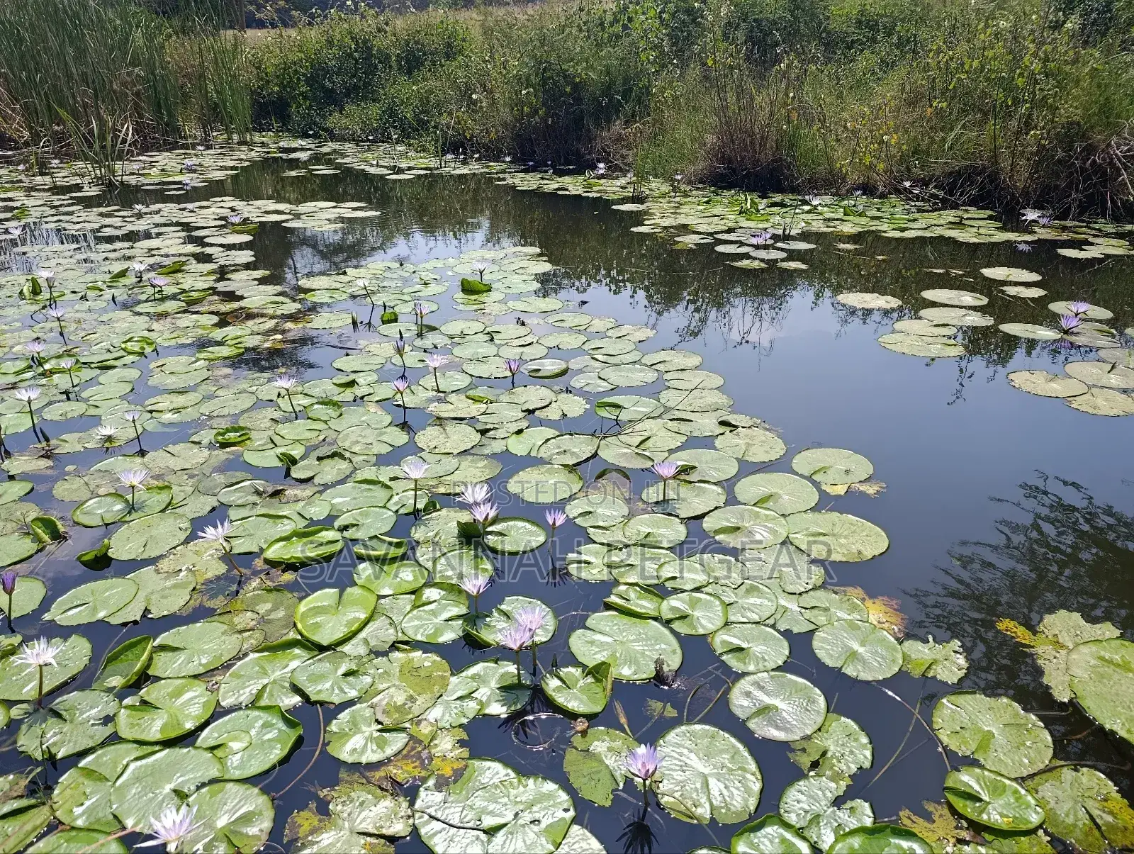 Blue Water Lily Nymphaea Nouchali Var. Caerulea