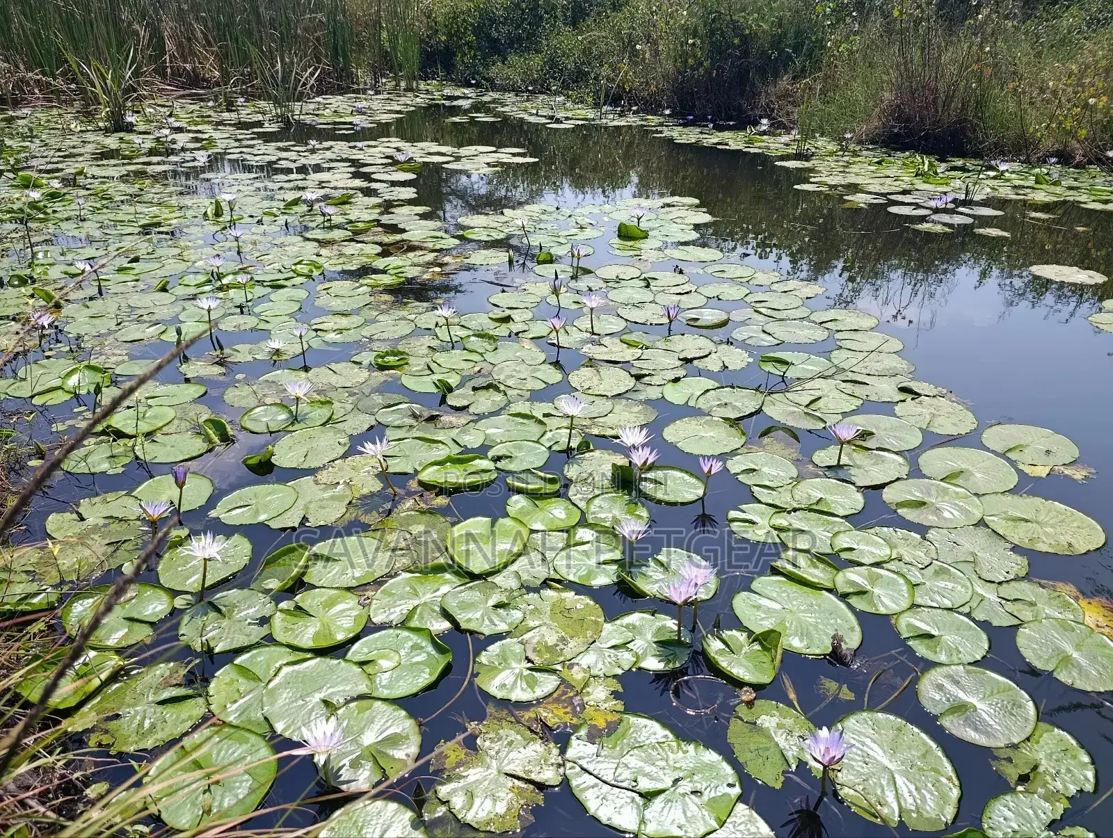 Blue Water Lily Nymphaea Nouchali Var. Caerulea