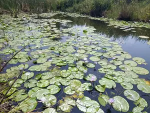 Blue Water Lily Nymphaea Nouchali Var. Caerulea