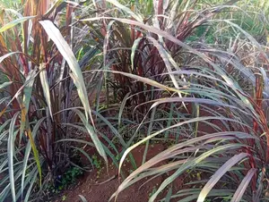 Australian Red Napier (Purple Napier) Cuttings - 100 Pieces