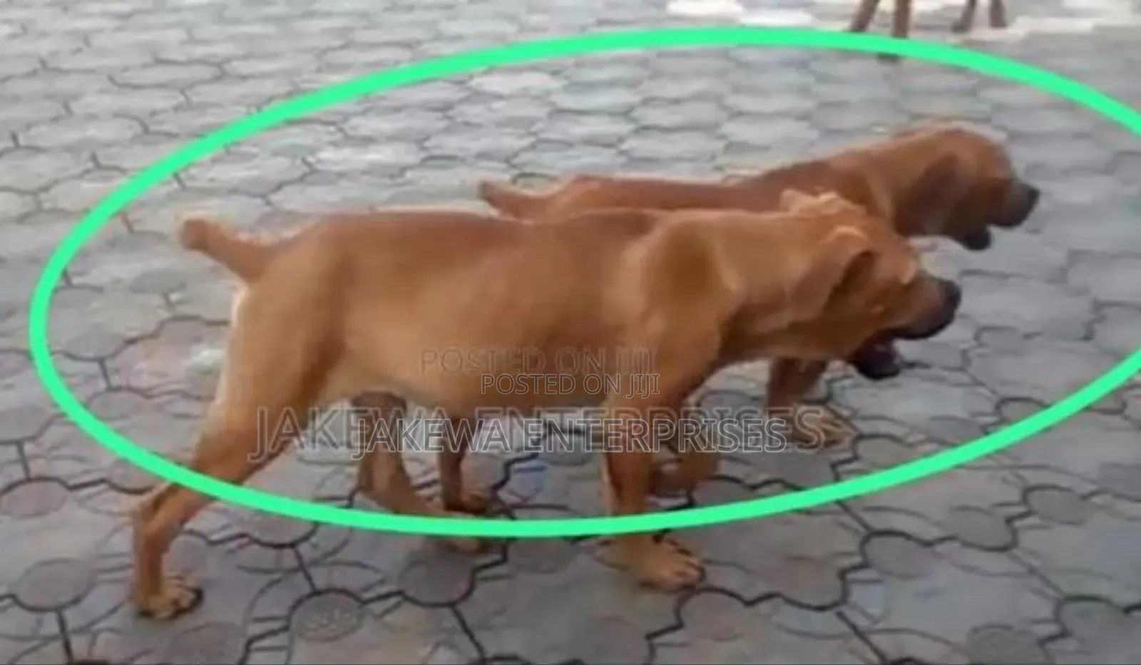 1-3 months Male Purebred Boerboel