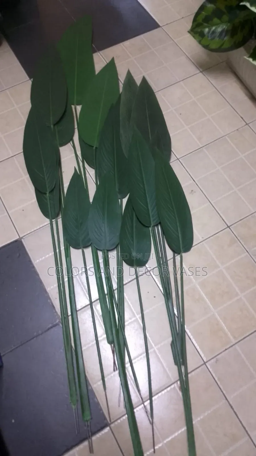 Banana Plants Beautiful Room Decor