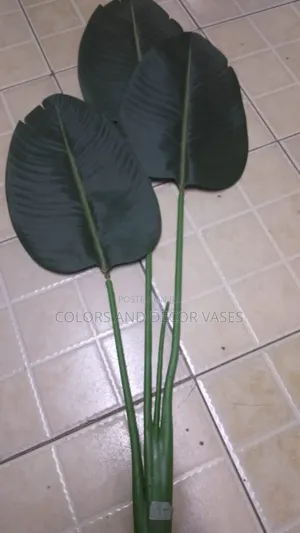 Banana Plants Beautiful Room Decor