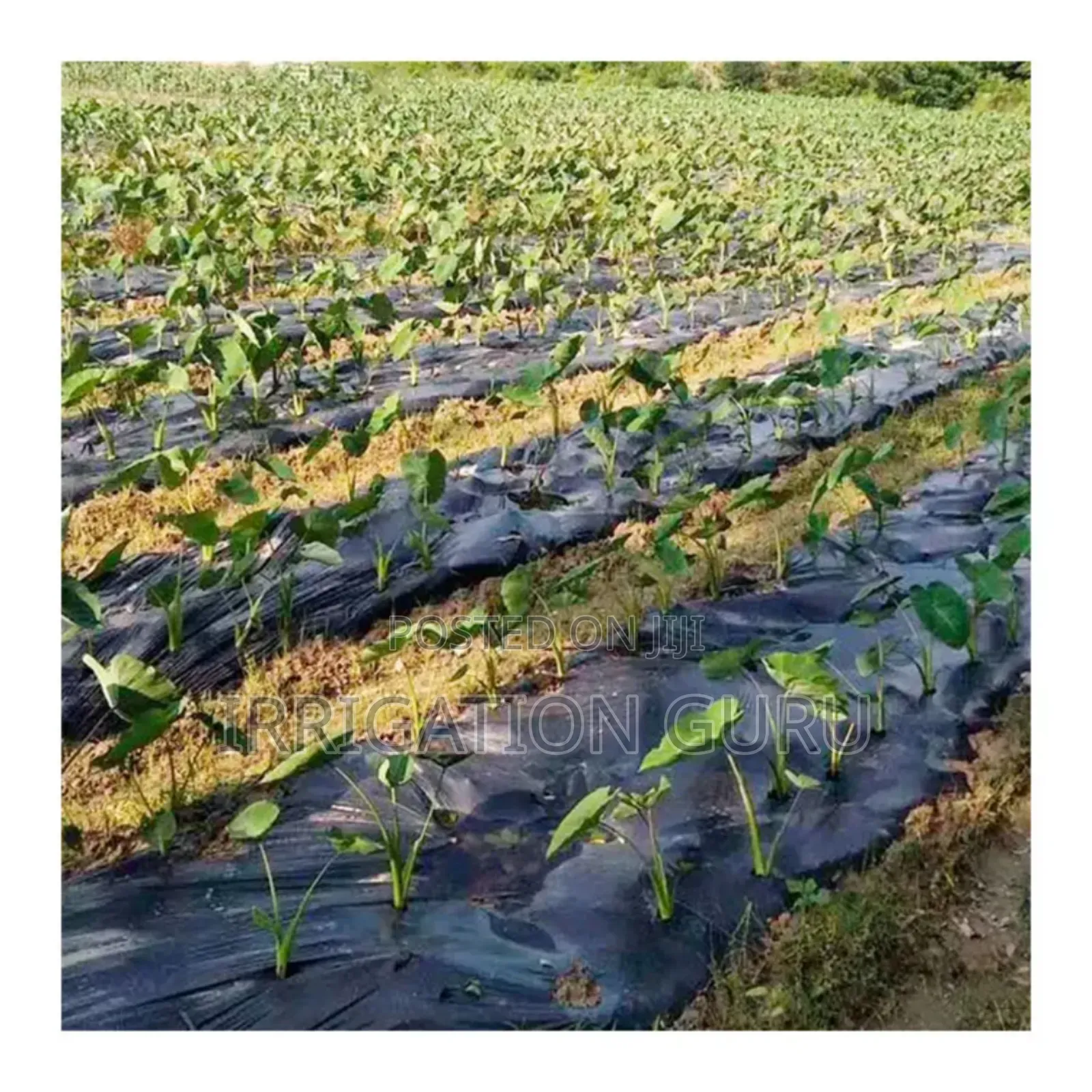 Farm Ground Cover